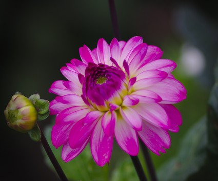 A few nice floral images